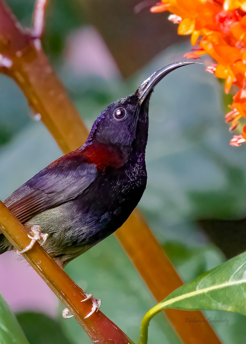 Black-throated Sunbird - ML632000180