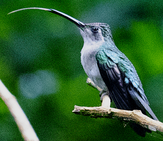 Wedge-tailed Sabrewing (Long-tailed) - ML632000210