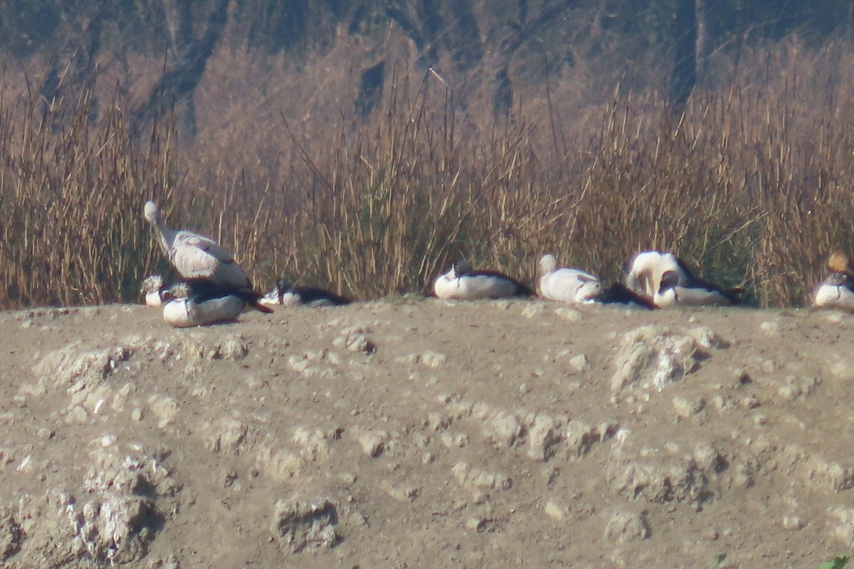 Knob-billed Duck - Elizabeth Ferber