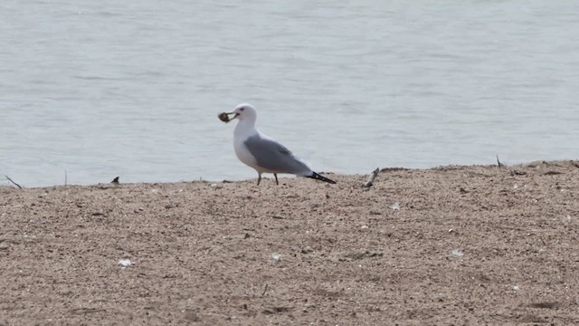Ring-billed Gull - ML632000321