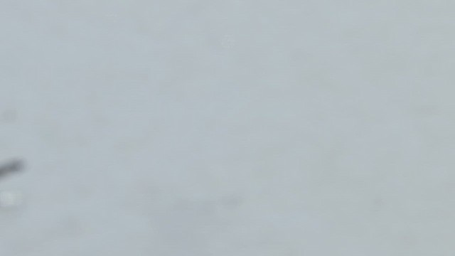 Ring-billed Gull - ML632000322