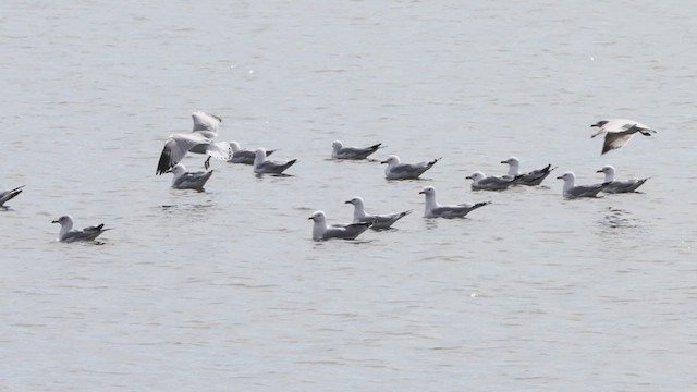 Ring-billed Gull - ML632000325