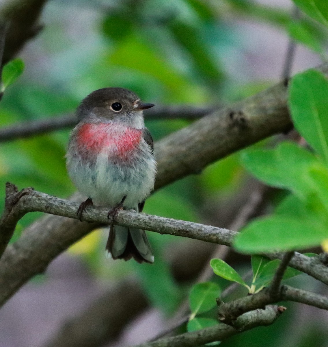 Rose Robin - ML632000334