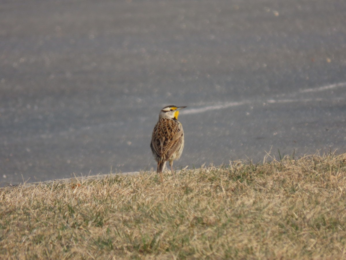 Eastern Meadowlark - ML632000405
