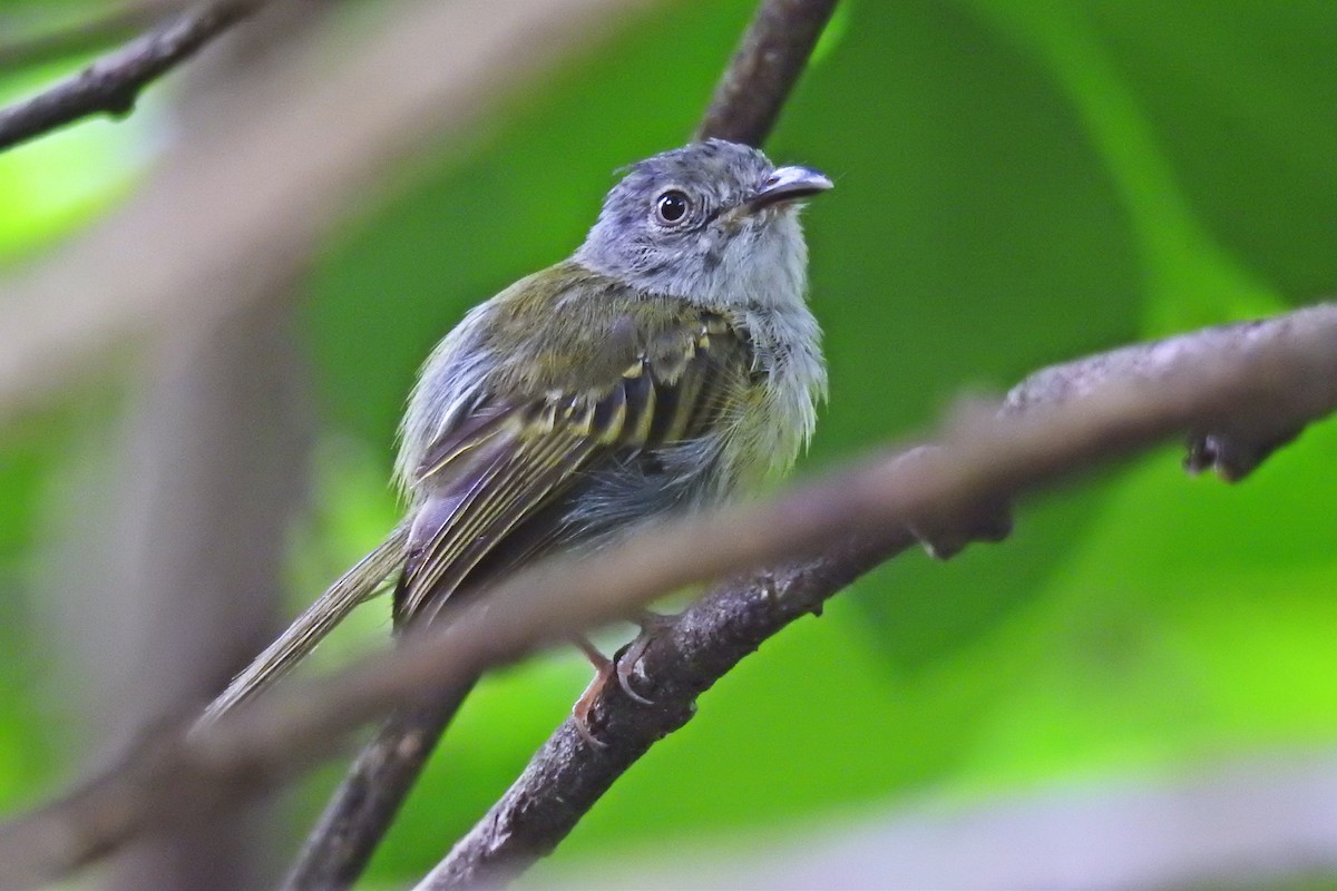 Northern Bentbill - ML63200041