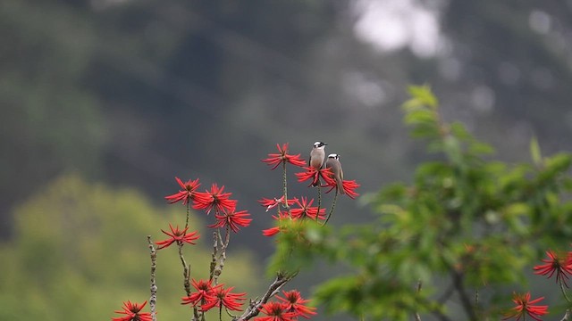 白頭翁 - ML632000461