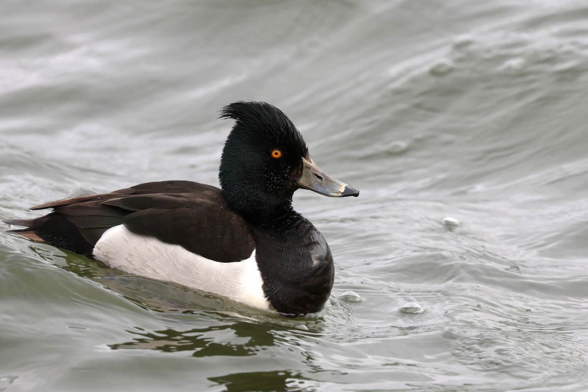 Ring-necked x Tufted Duck (hybrid) - ML632000501