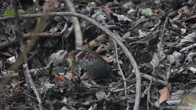 Taiwan Partridge - ML632000604