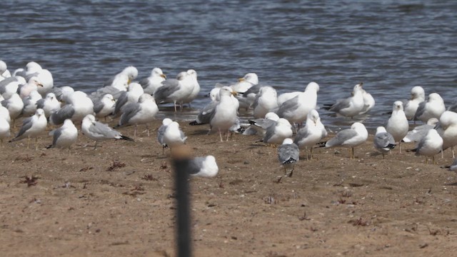 Ring-billed Gull - ML632000959