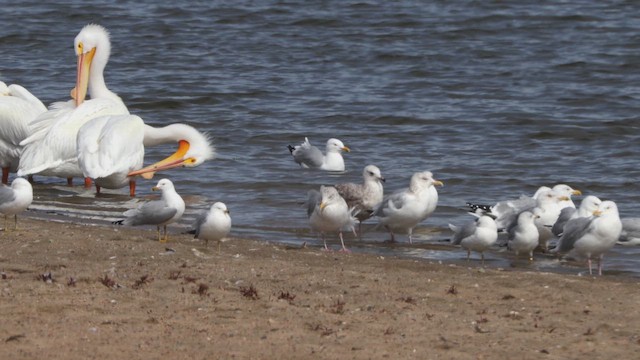 Ring-billed Gull - ML632000967