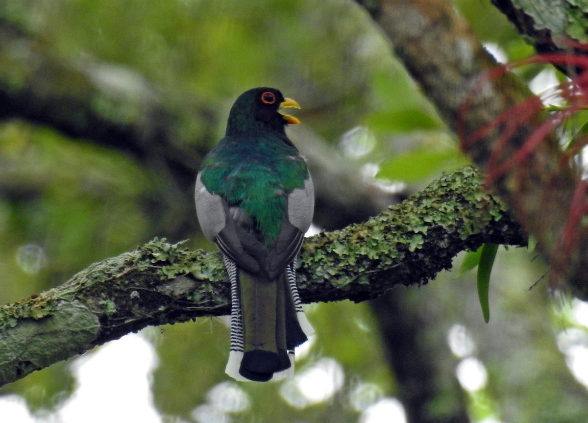 Elegant Trogon - Romel Romero