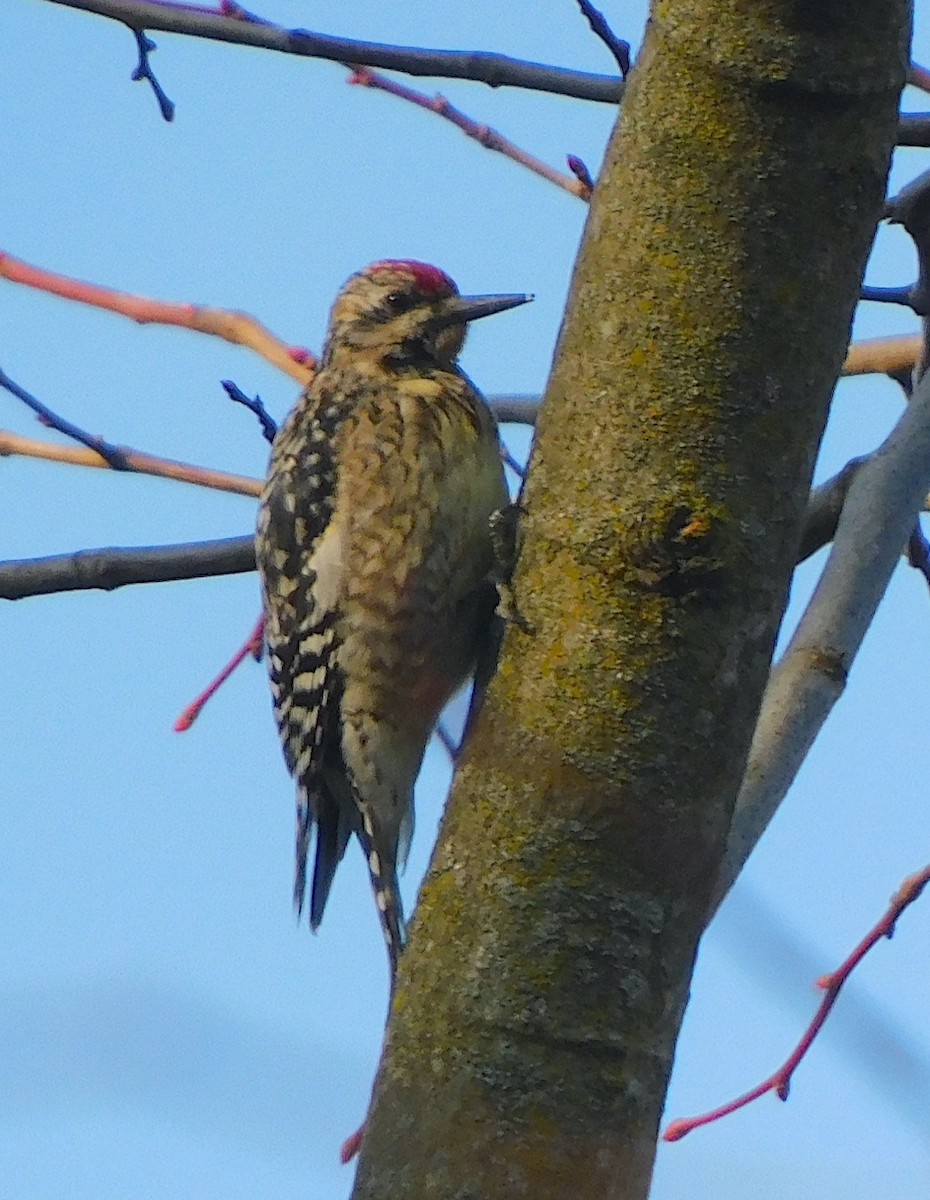 Yellow-bellied Sapsucker - ML632001161
