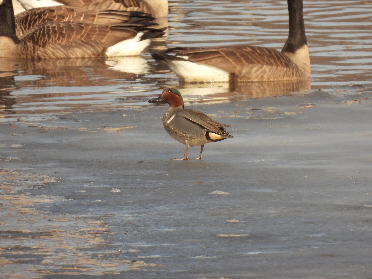 Green-winged Teal - ML632001198