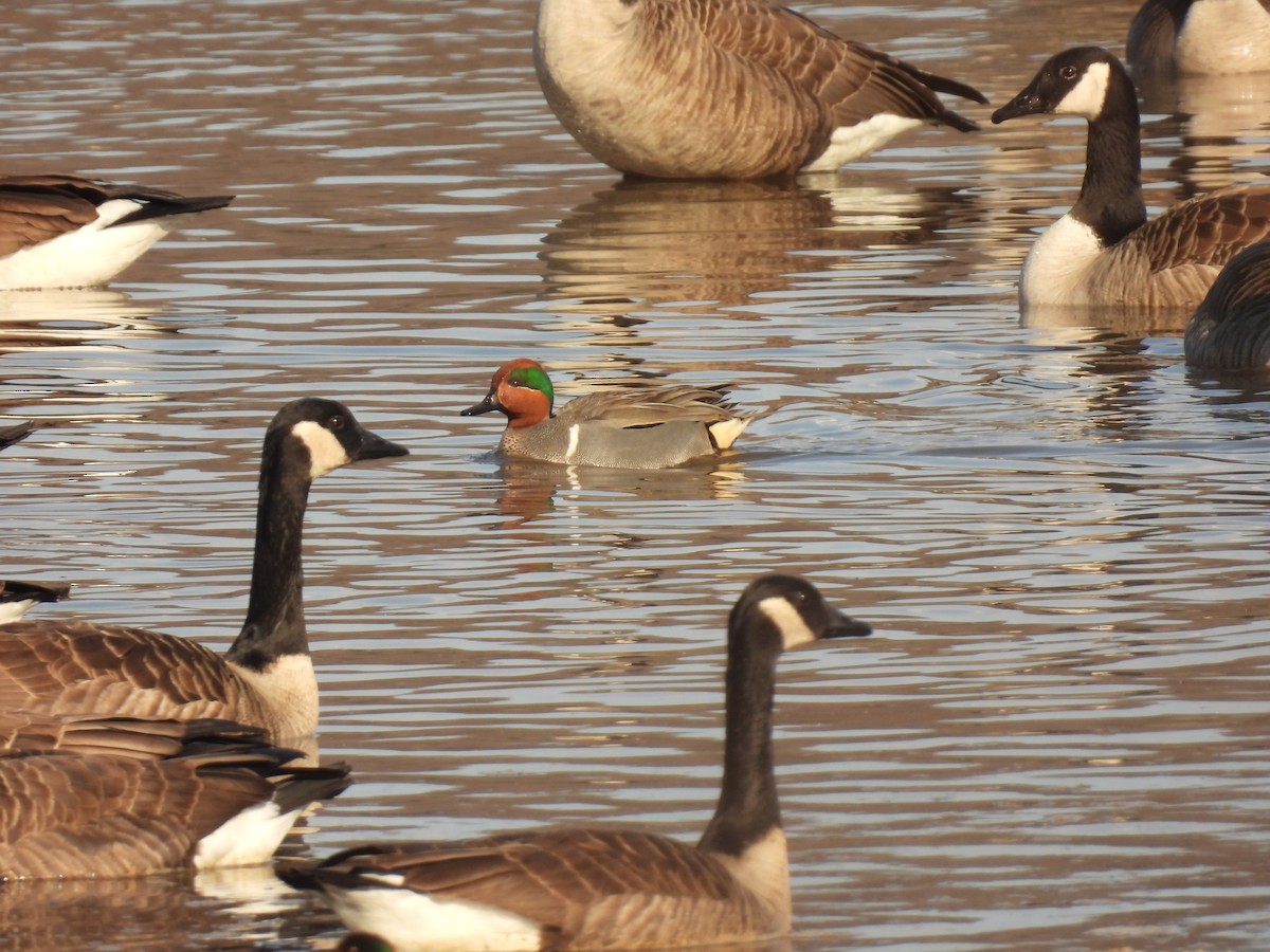 Green-winged Teal - ML632001199