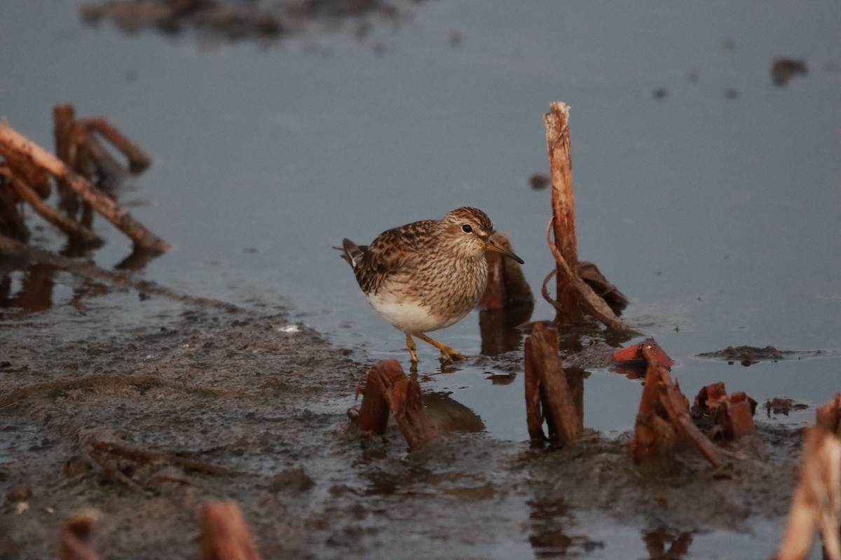 Graubrust-Strandläufer - ML632001499