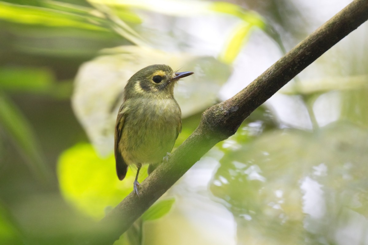 Oustalet's Tyrannulet - ML632001525