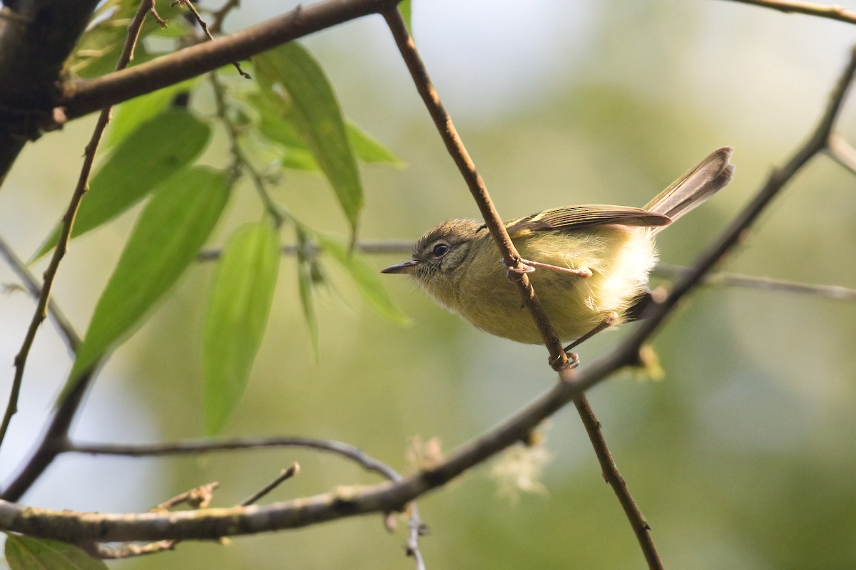 Oustalet's Tyrannulet - ML632001527