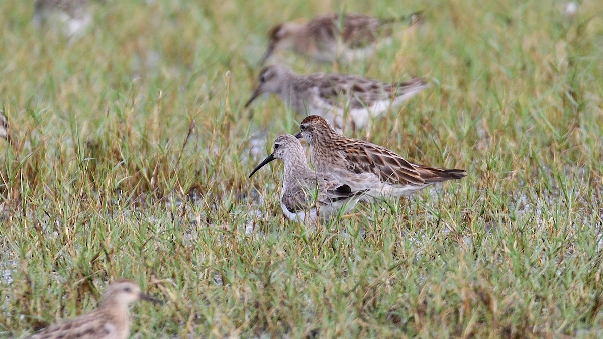 Curlew Sandpiper - ML632001590