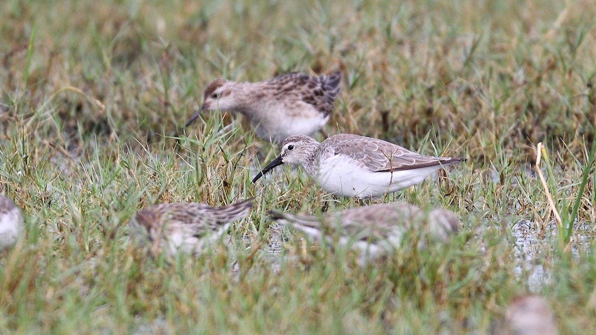 Curlew Sandpiper - ML632001598