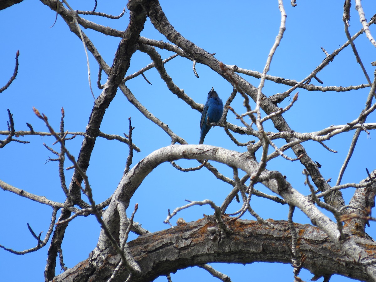 Indigo Bunting - ML63200161