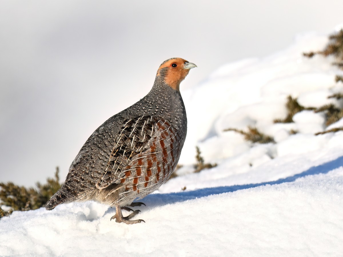 Gray Partridge - ML632001904