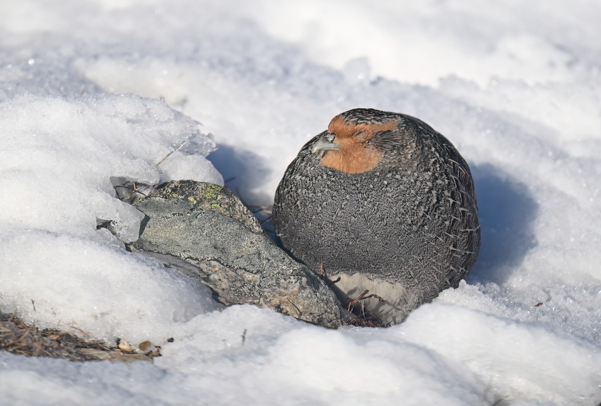 Gray Partridge - ML632001921
