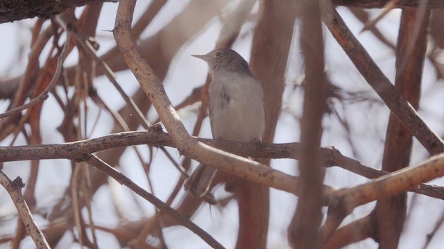 Blue-gray Gnatcatcher - ML632002034