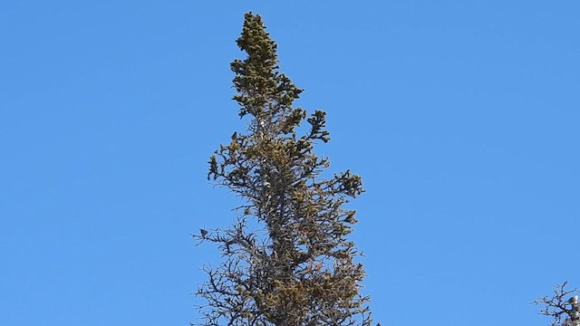 Red-breasted Nuthatch - ML632002153
