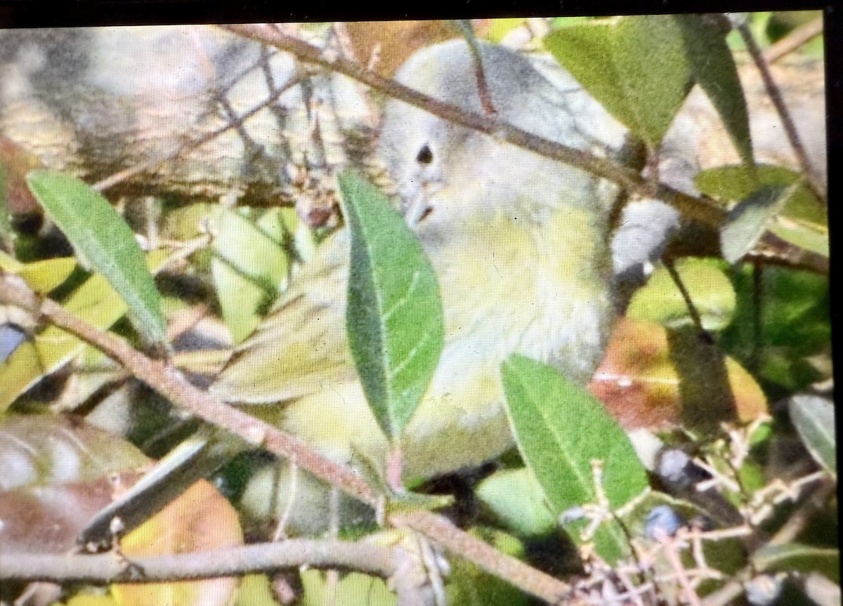 lesňáček hvězdičkový - ML632002156