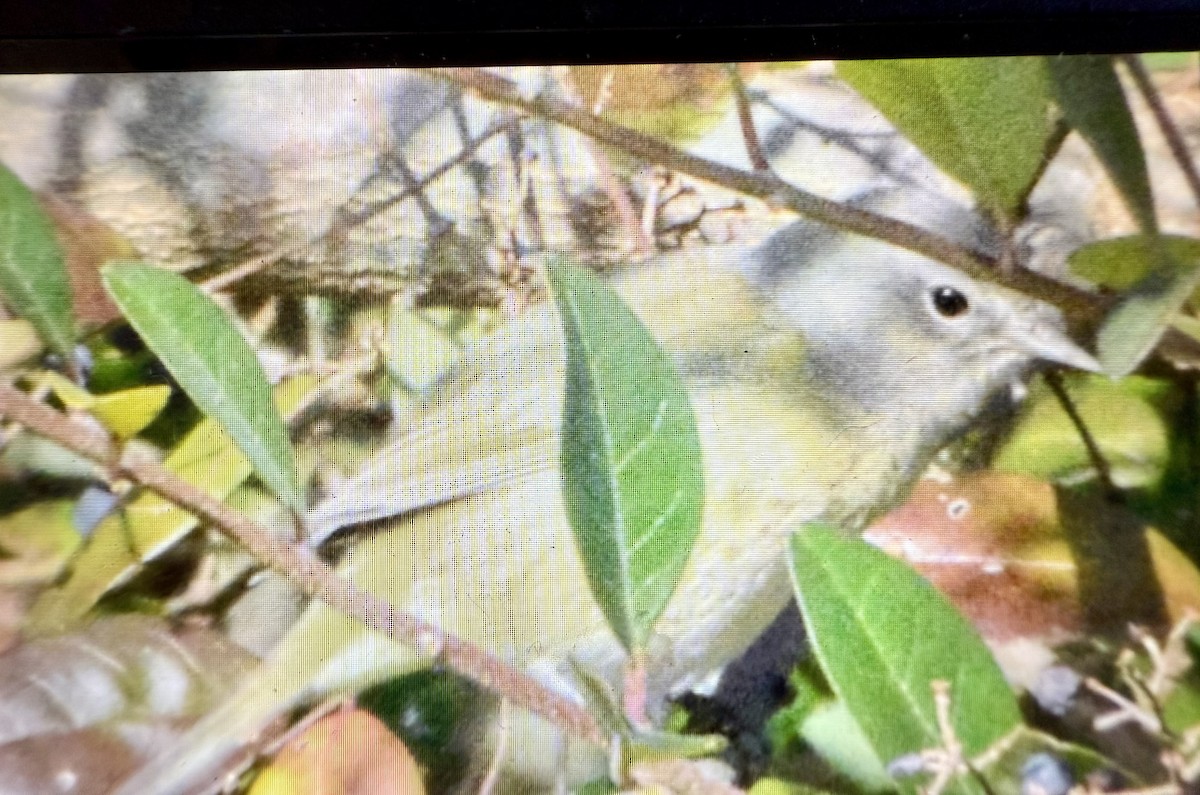 lesňáček hvězdičkový - ML632002157