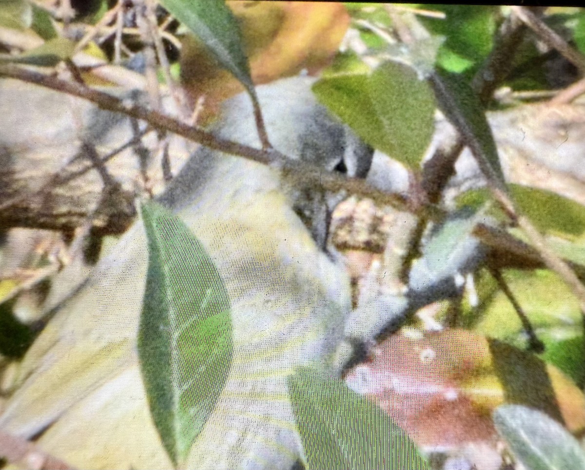 lesňáček hvězdičkový - ML632002181