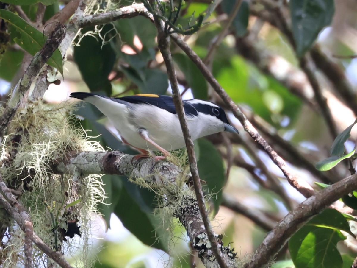 White-browed Shrike-Babbler - ML632002234