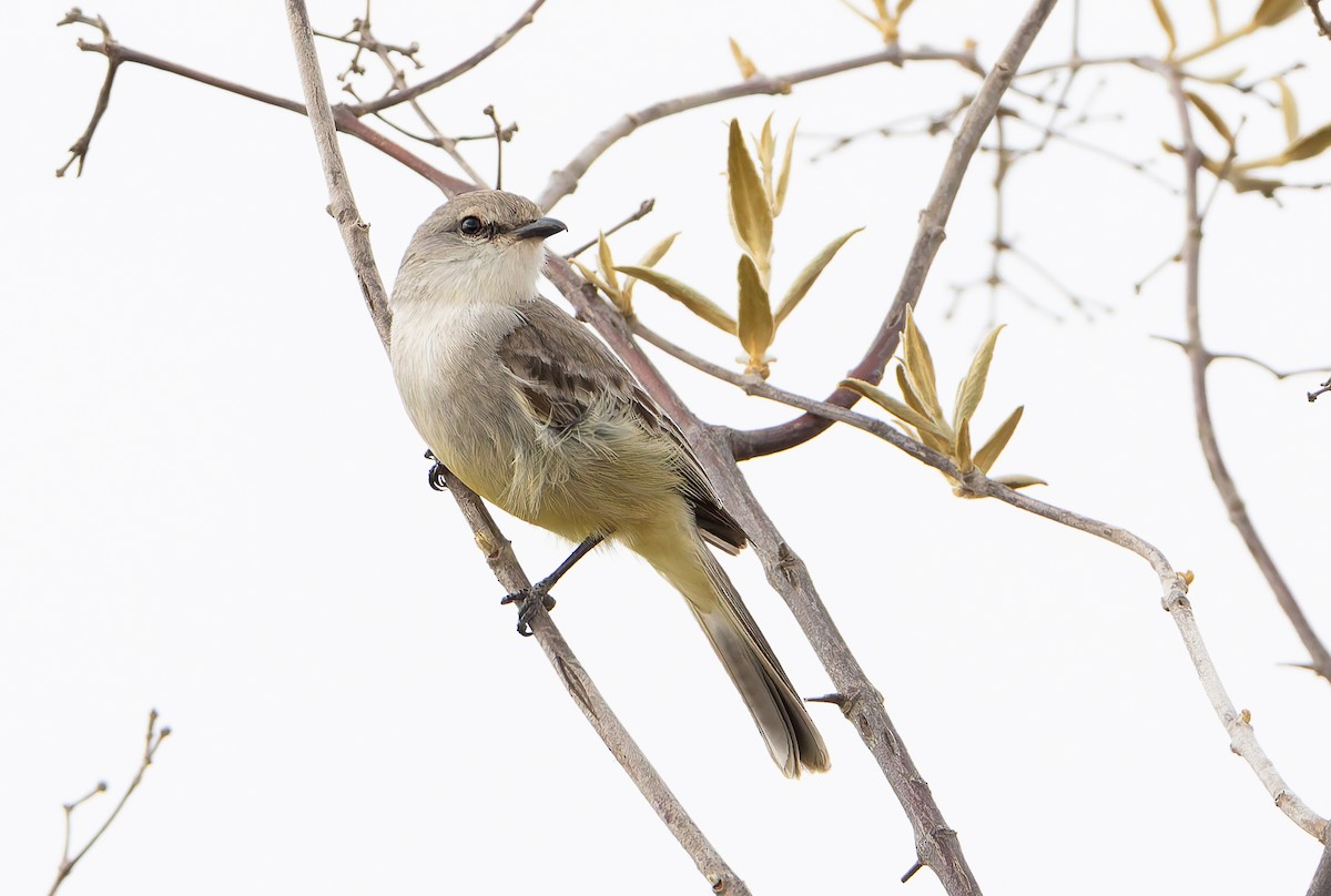 Chapada Flycatcher - ML632002383