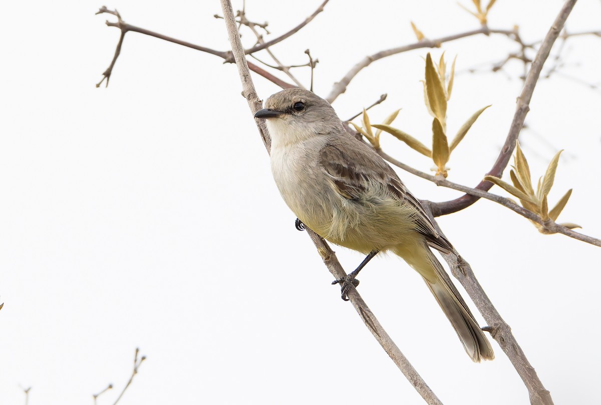 Chapada Flycatcher - ML632002384