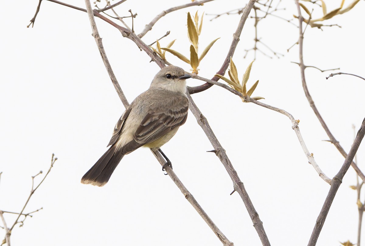 Chapada Flycatcher - ML632002385