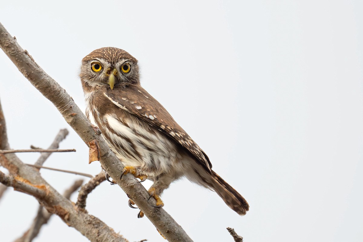 Ferruginous Pygmy-Owl - ML632002432