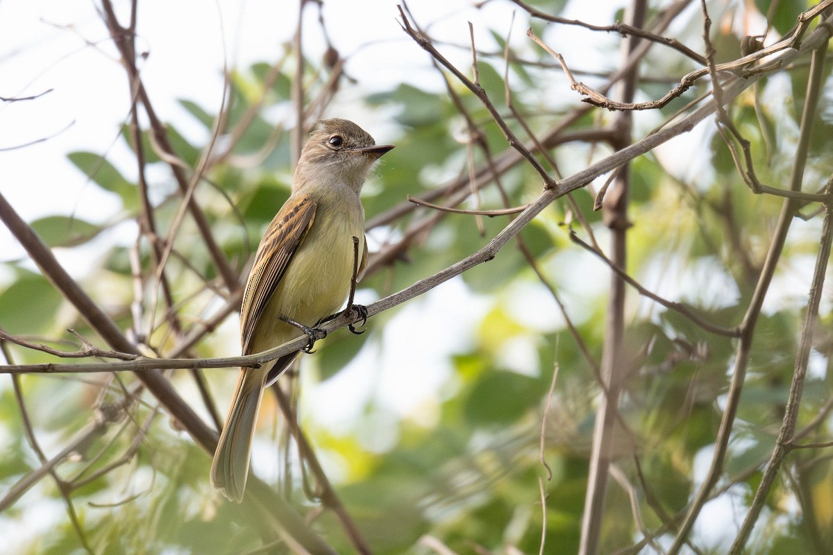 Flammulated Flycatcher - ML632002450