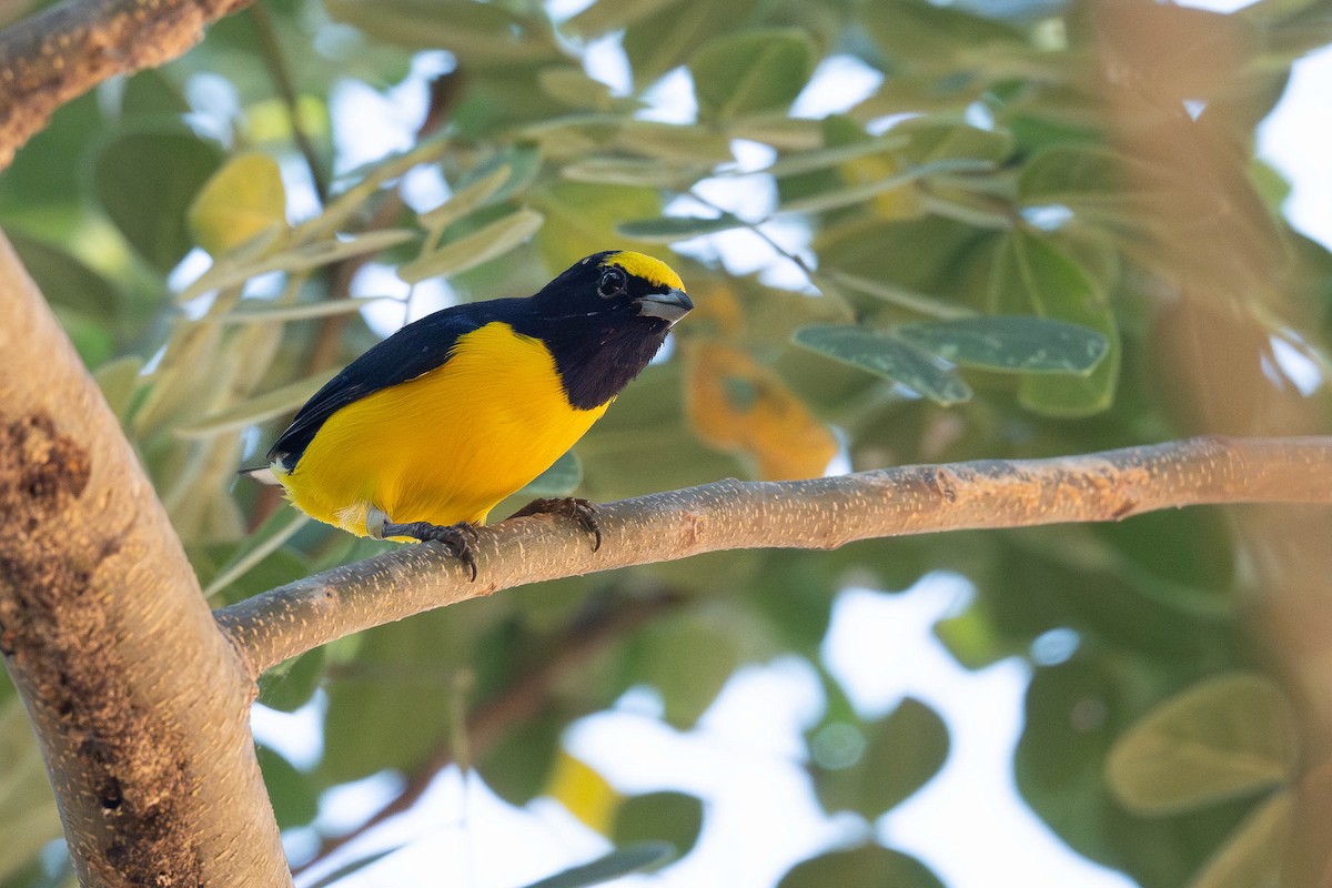 West Mexican Euphonia - ML632002457