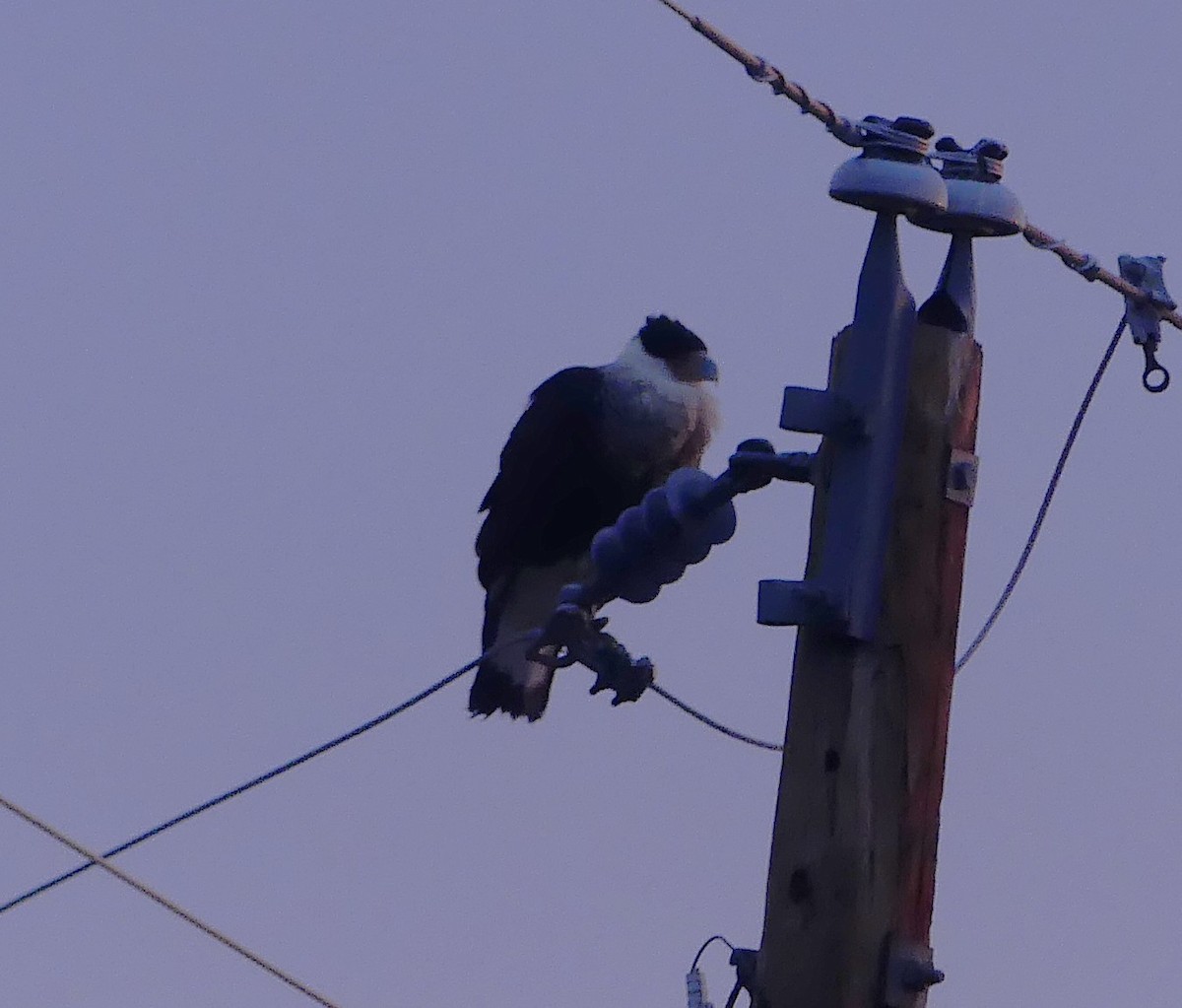 Crested Caracara - ML632002728