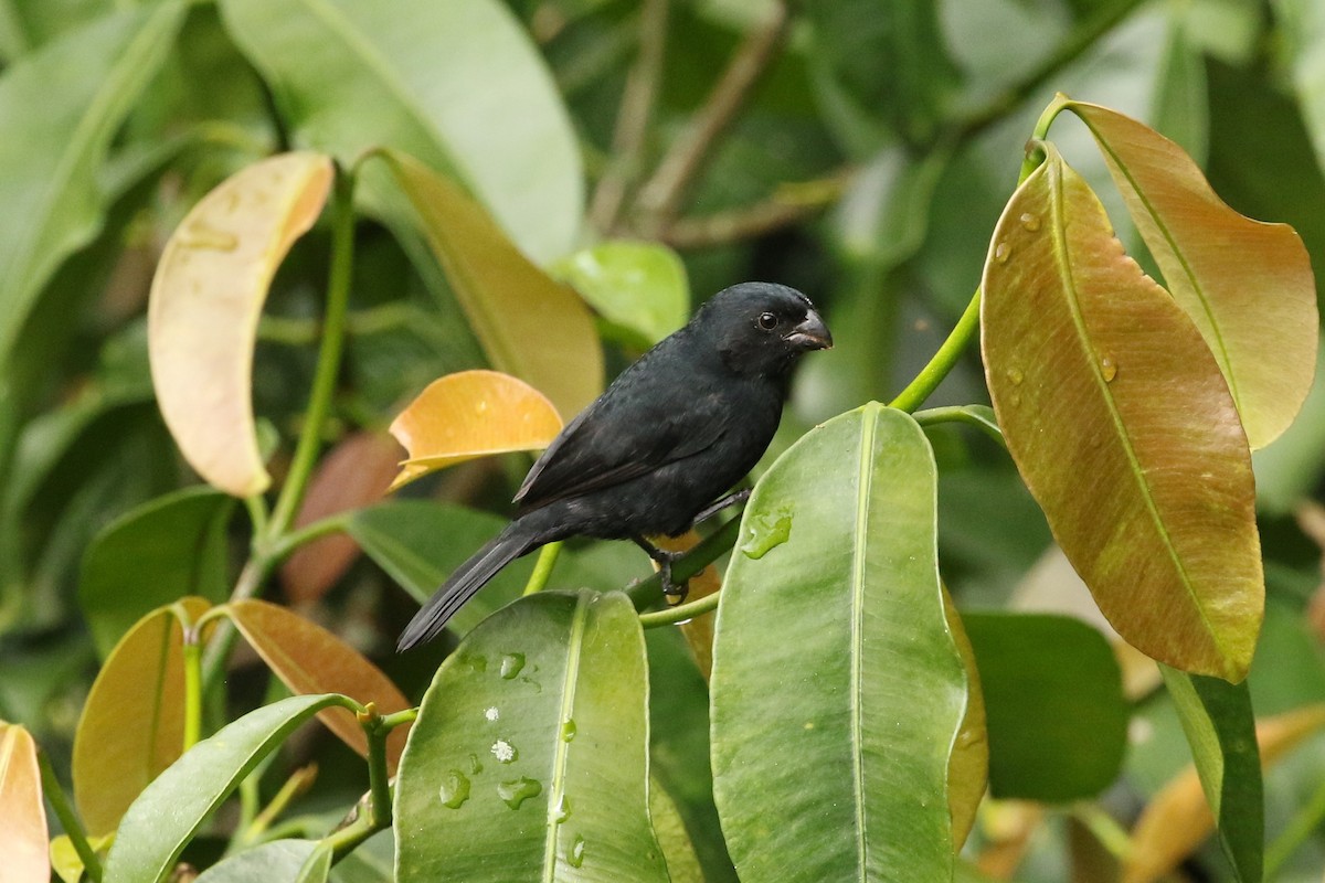 Variable Seedeater - ML632002733