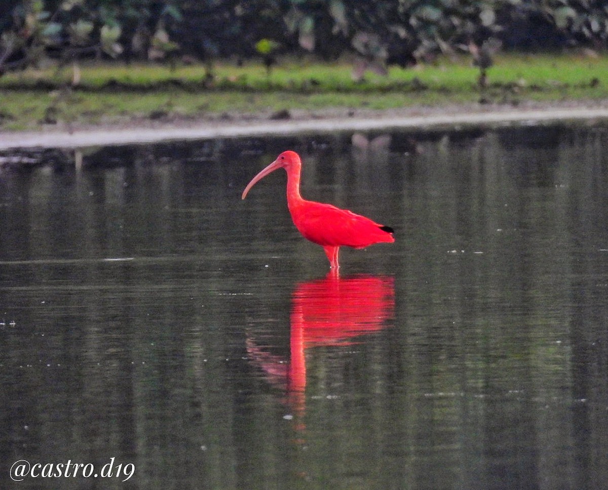 Scarlet Ibis - ML632002738
