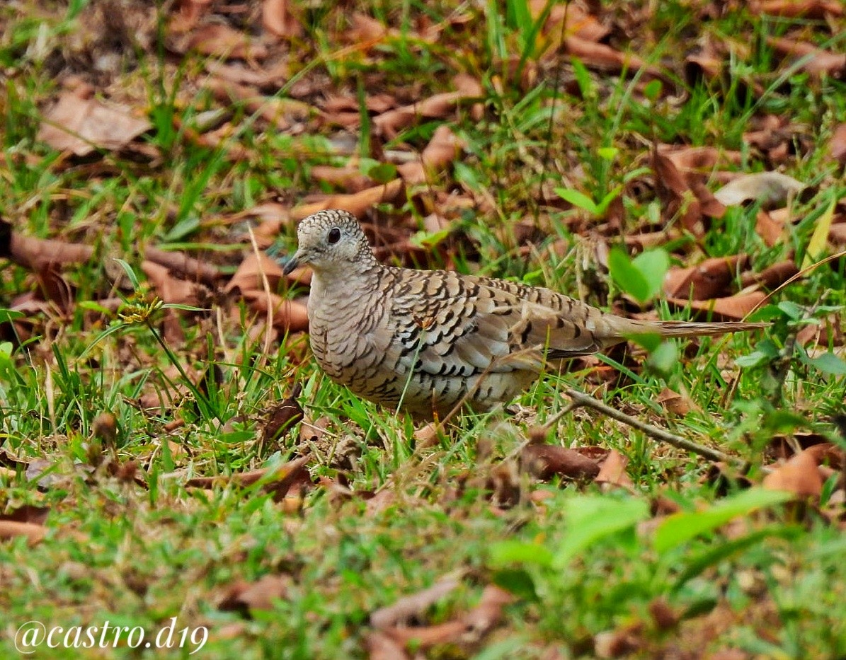 Scaled Dove - ML632002788