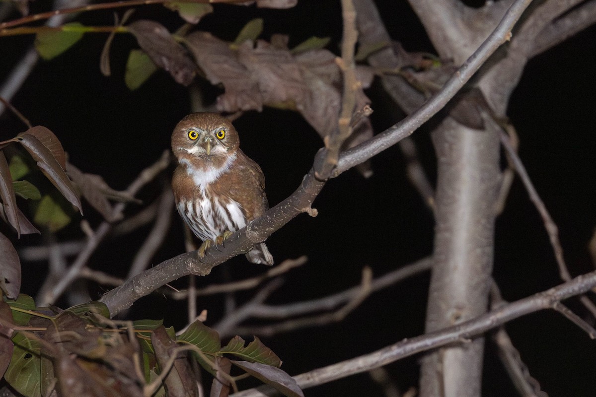 Northern Pygmy-Owl (Mountain) - ML632002845