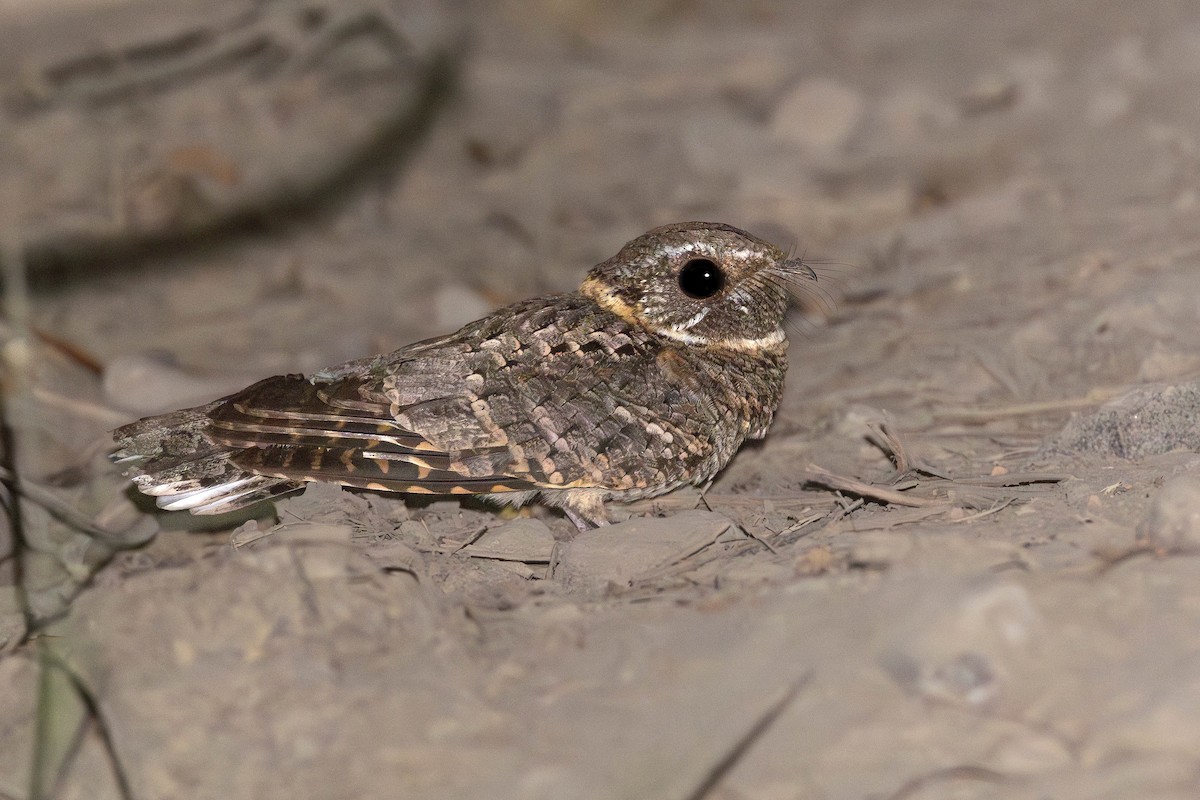 Buff-collared Nightjar - ML632002847