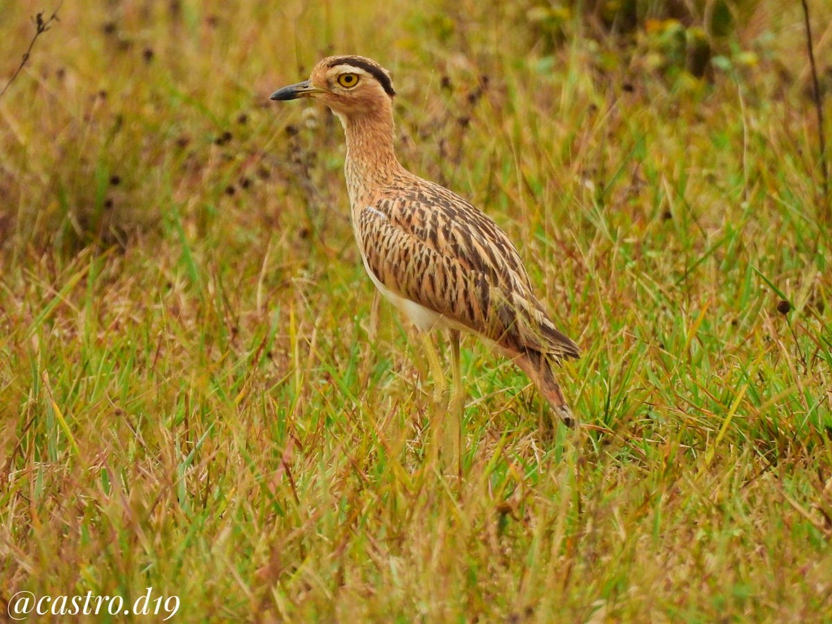 Double-striped Thick-knee - ML632002852
