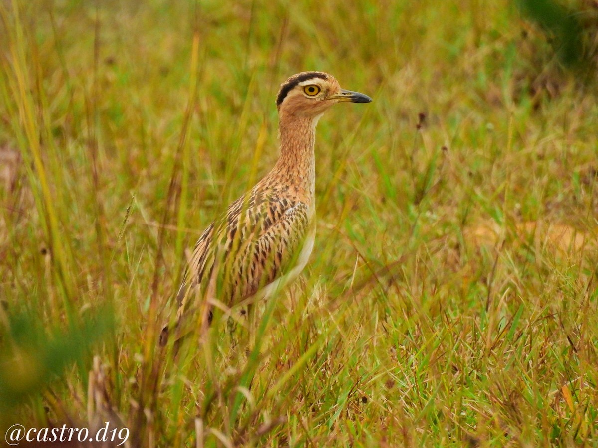Double-striped Thick-knee - ML632002854