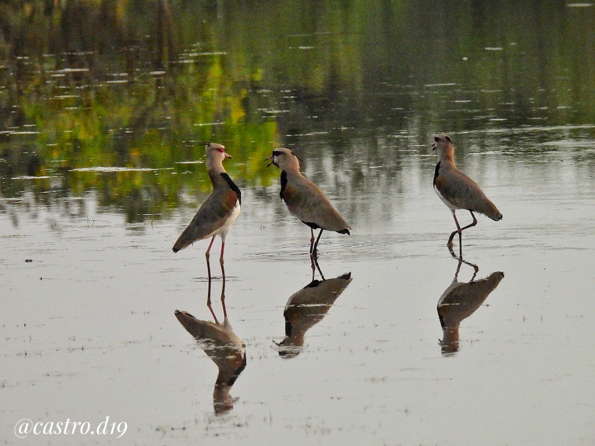 Southern Lapwing - ML632002871