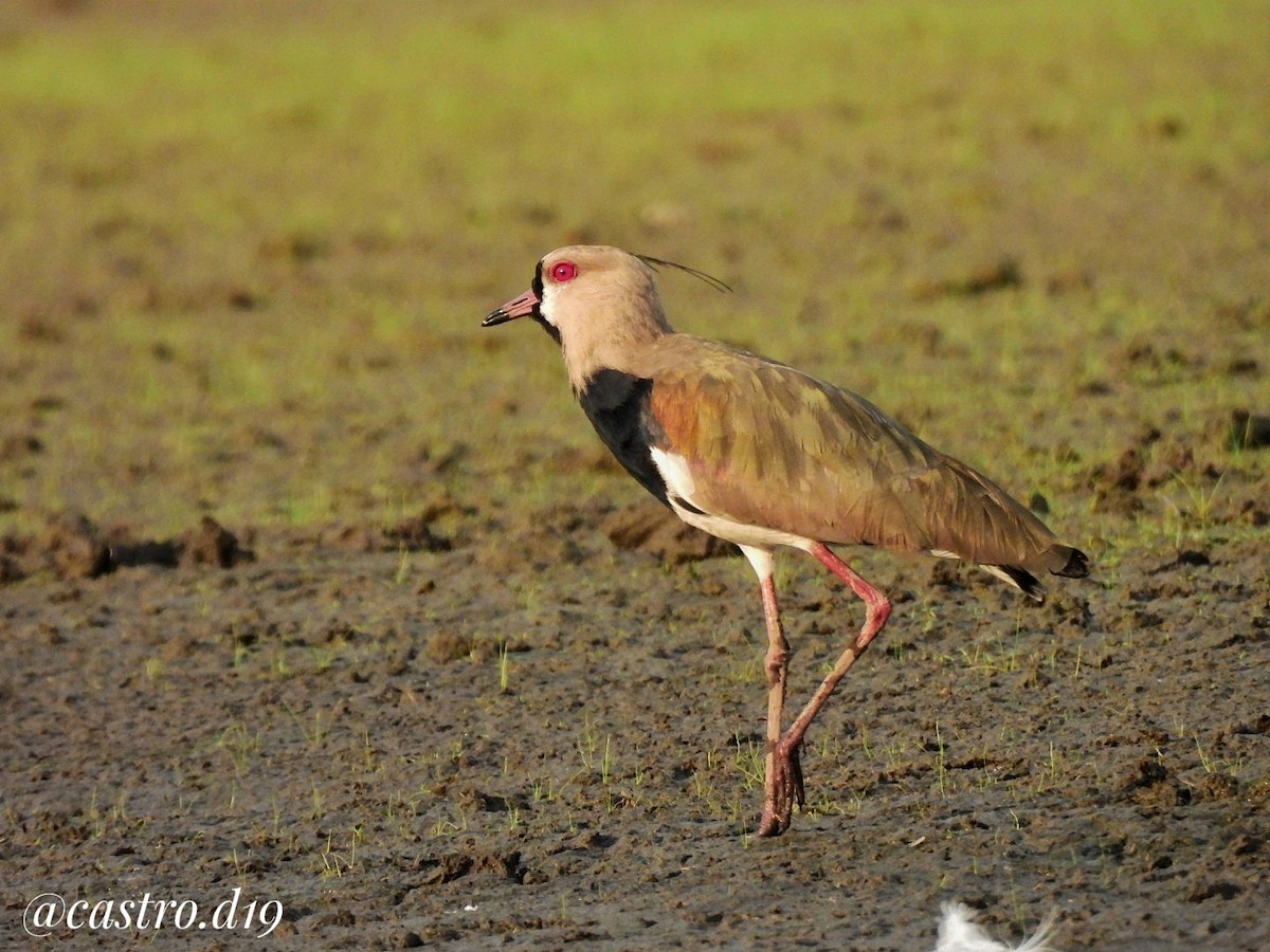 Southern Lapwing - ML632002872