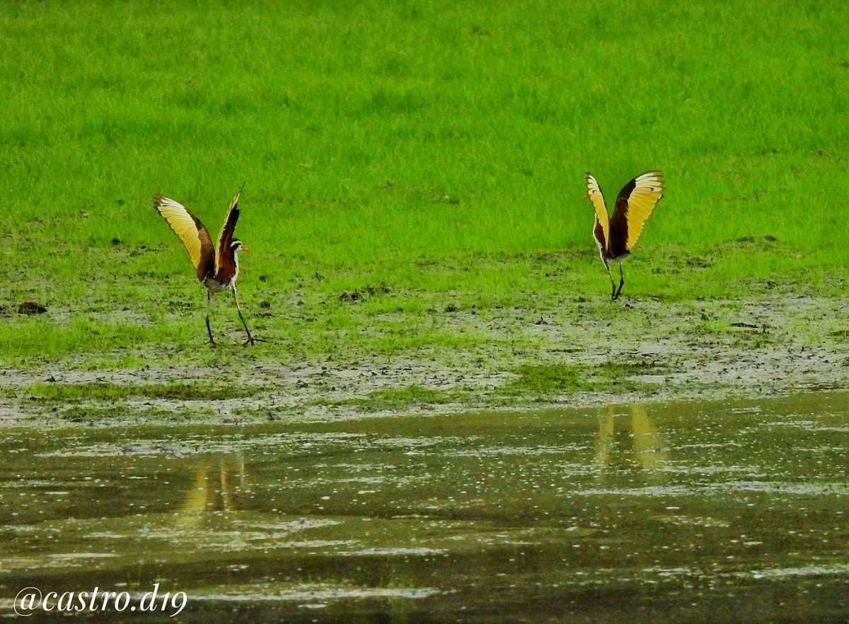 Wattled Jacana - ML632002895