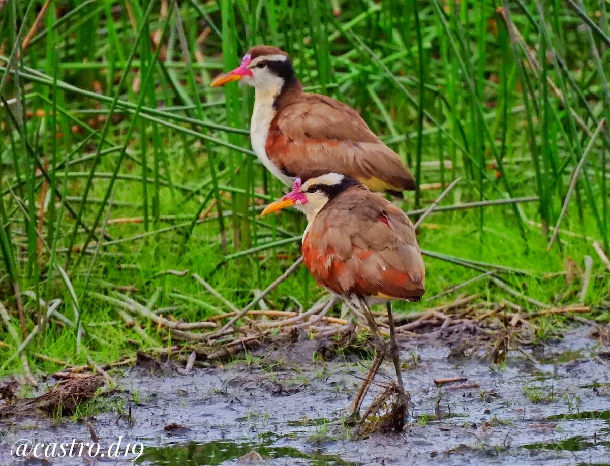 Wattled Jacana - ML632002896